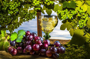 Ripe Grapes On Vine Wallpaper