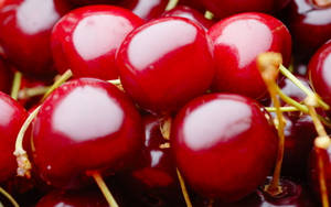 Ripe, Luscious North Star Cherries Against A Clear Blue Sky Wallpaper