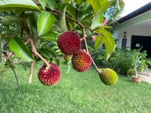 Ripe Pulasan On Tree Wallpaper