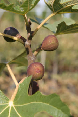 Ripening_ Figs_ On_ Branch Wallpaper