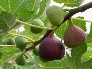 Ripening Figson Branch Wallpaper