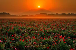 Rising Sun In Flower Field Wallpaper