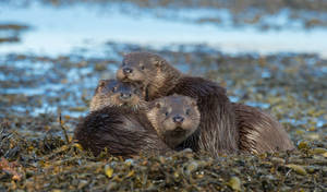 River Otter Family Wallpaper