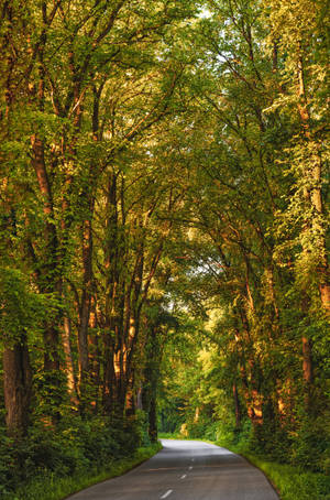 Road Through A Forest Green Iphone Wallpaper