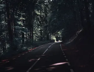 Road Under Dark Green Trees Wallpaper