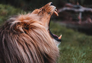 Roaring Lion Wild Animal Wallpaper