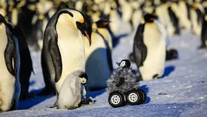 Robotic Baby Penguin Wallpaper