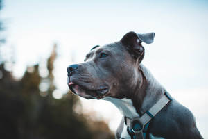 Robust Brown And White Pitbull Terrier Wallpaper