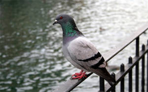 Rock Pigeon Bird By The River Wallpaper