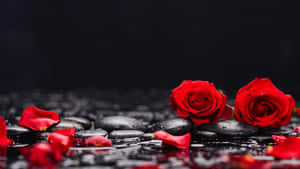 Rocks On A Riverbank Red Roses Laptop Wallpaper