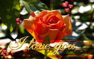 Romantic Orange Love Rose Wallpaper