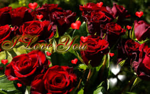 Romantic Red Roses Love Declaration Wallpaper