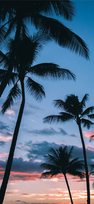 Romantic Sunset And Palm Trees Wallpaper