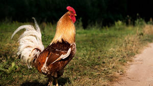 Rooster With White Sickle Feather Wallpaper