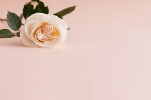 Rose Aesthetic Phone Pastel Pink Wallpaper