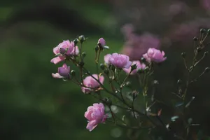 Rose Aesthetic Phone Pink Buds Wallpaper