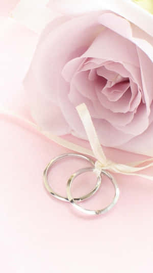 Rose Gold Iphone 5 Flower Photography Wallpaper