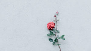 Rose Minimalist Flower Computer Wallpaper