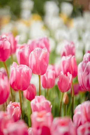 Rose Pink Tulips Wallpaper