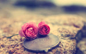 Rose Souvenir Laptop Wallpaper