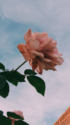 Rose With Pastel Vintage Inspired Wallpaper