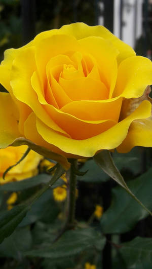 Rose Yellow Hd Iphone Wallpaper