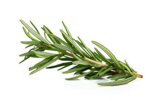 Rosemary On White Background Wallpaper