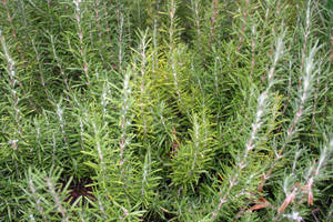 Rosemary Tall Bushes Wallpaper