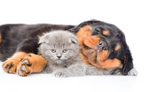 Rottweiler And A Kitten Wallpaper