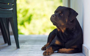 Rottweiler Dog At Home Wallpaper