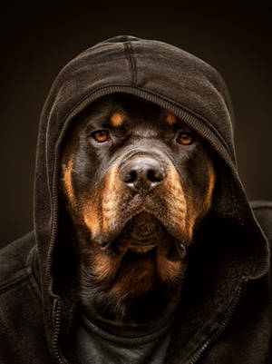 Rottweiler Dog In A Hoodie Wallpaper