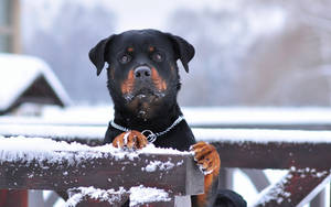 Rottweiler Dog In Snow Wallpaper