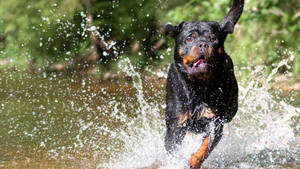 Rottweiler Dog Running Fast Wallpaper