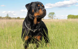 Rottweiler In The Field Wallpaper