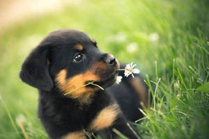 Rottweiler Puppy On Grass Wallpaper