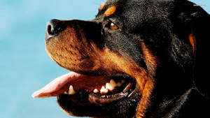 Rottweiler Puppy Side View Wallpaper