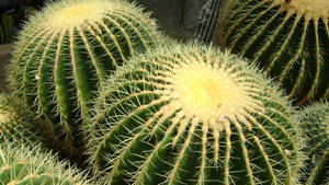 Round Barrel Cactus Close Up Wallpaper