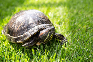 Round Map Turtle Curiously Walking Wallpaper