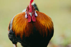 Rounded Body Red Rooster Wallpaper