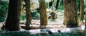 Rows Of Logs And Trees In The Forest Wallpaper