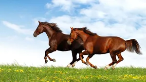 Running Horses In Field Wallpaper