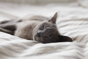 Russian Blue Cat On Full Screen Desktop Wallpaper