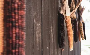 Rustic Fall Flint Corn Hanging Decoration Wallpaper