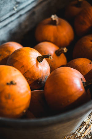 Rustic Fall Pumpkins In A Bucket Wallpaper