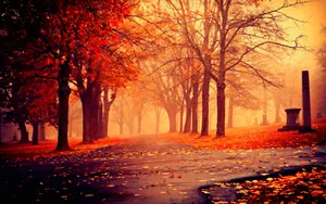 Rustic Orange Autumn Season Park Wallpaper