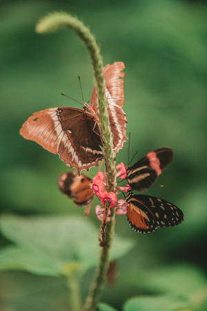 Rusty-tipped Butterflies Wallpaper