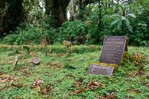 Rwanda Dian Fossey Grave Wallpaper