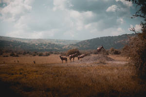 Rwanda Wildlife And Landscape Wallpaper