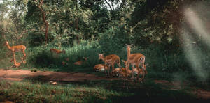 Rwanda Wildlife In Forest Wallpaper