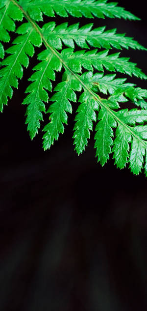 S10 Green Fern Leaf Wallpaper